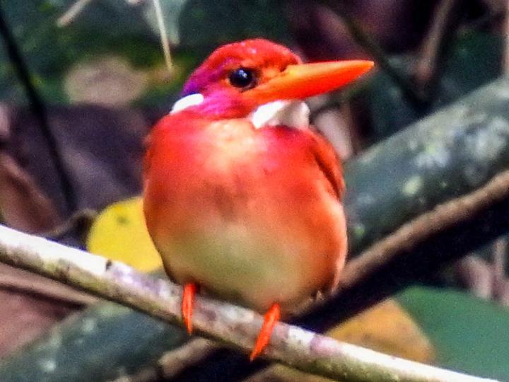 Philippine Dwarf Kingfisher