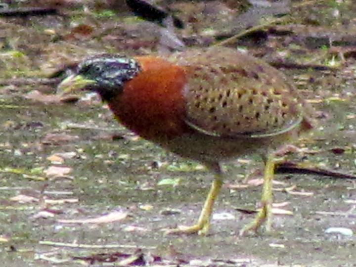 Spotted Buttonquail