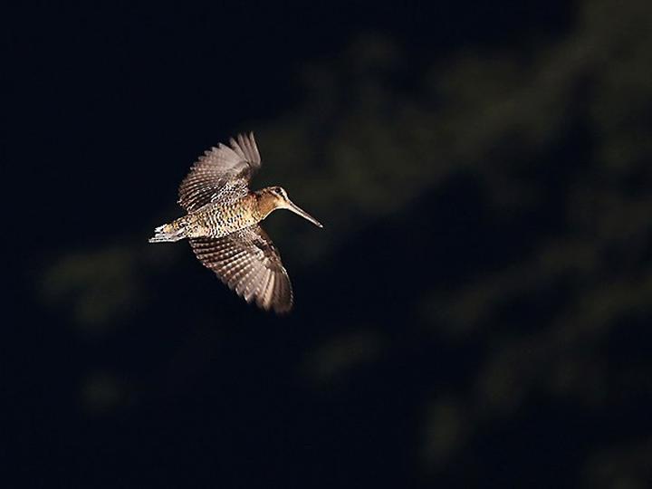 Bukidnon Woodcock