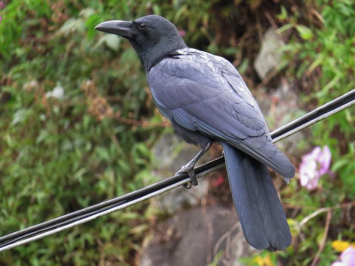 Philippine Jungle Crow