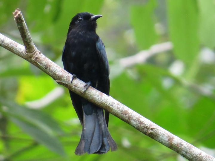 Philippine Drongo-Cuckoo