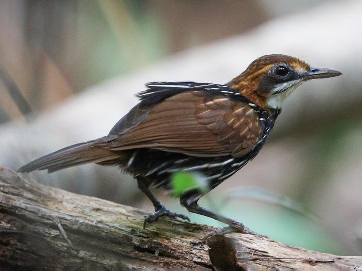 Falcated Wren-Babbler