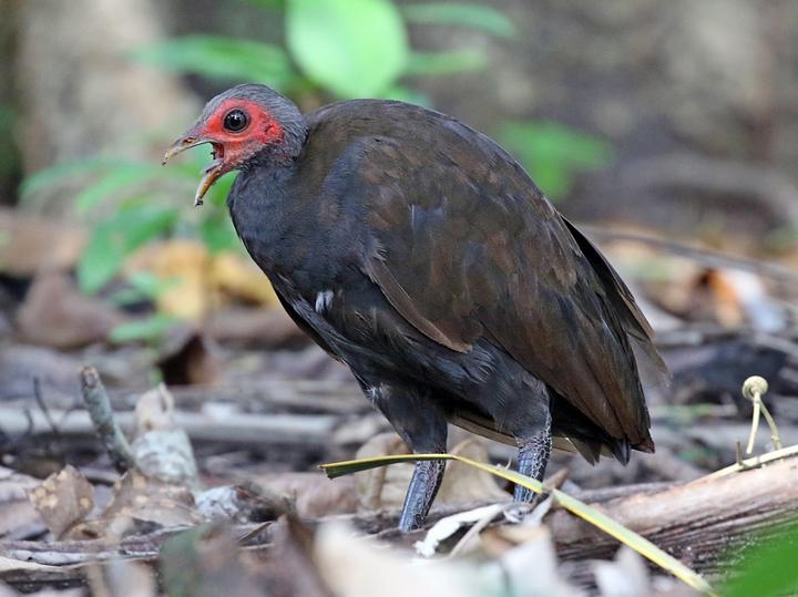 Philippine Megapode
