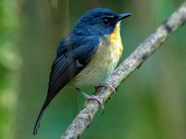 Bundok Flycatcher