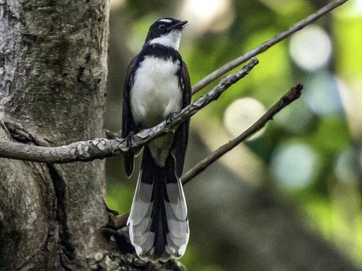 Philippine Pied Fantail