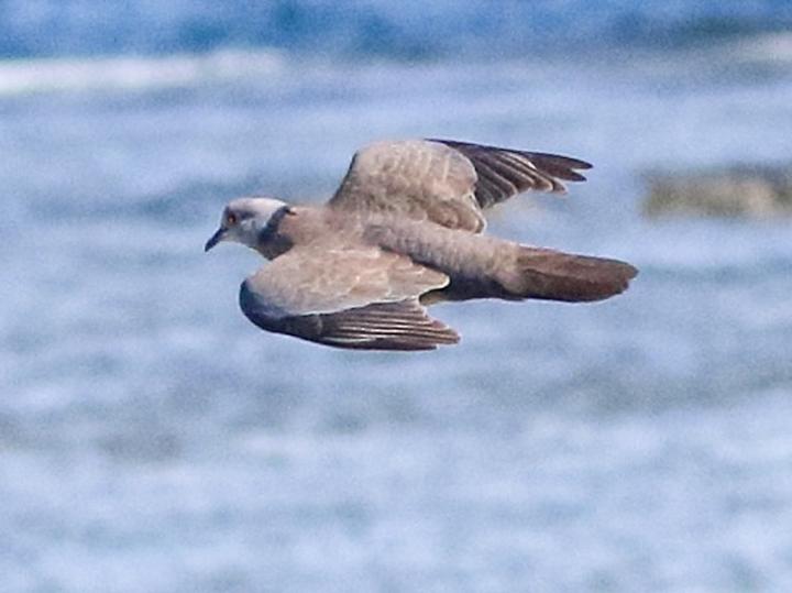 Philippine Collared Dove