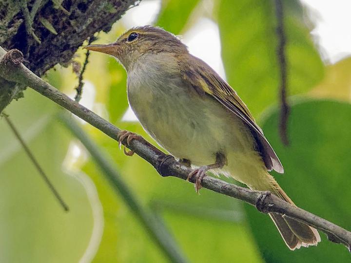 Philippine Leaf Warbler