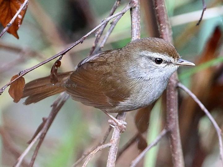 Philippine Bush Warbler