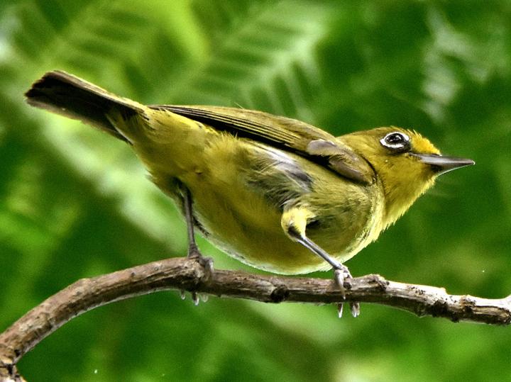 Yellowish White-eye