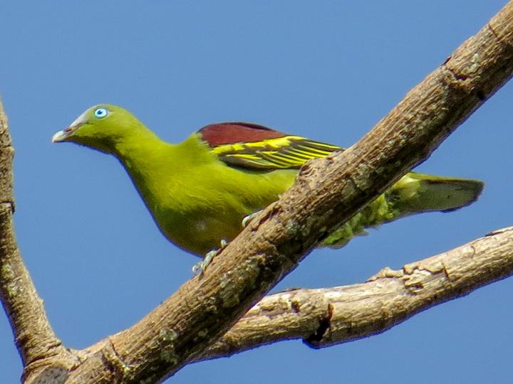 Philippine Green Pigeon
