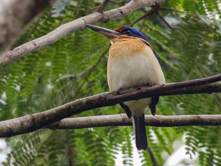 Rufous-lored Kingfisher