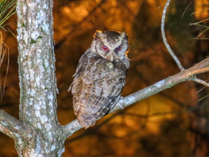 Philippine Scops Owl