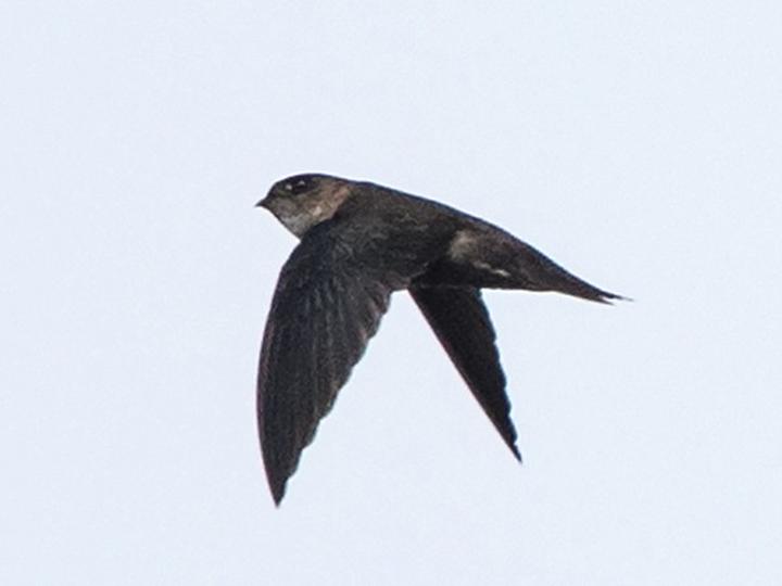 Philippine Swiftlet
