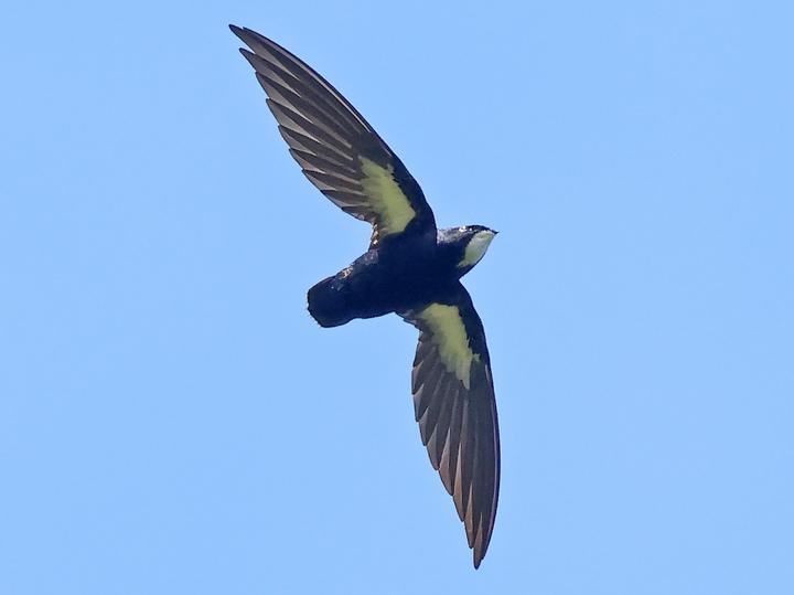 Philippine Spinetail