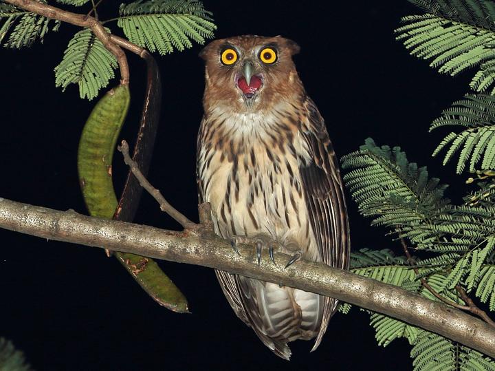 Philippine Eagle-Owl
