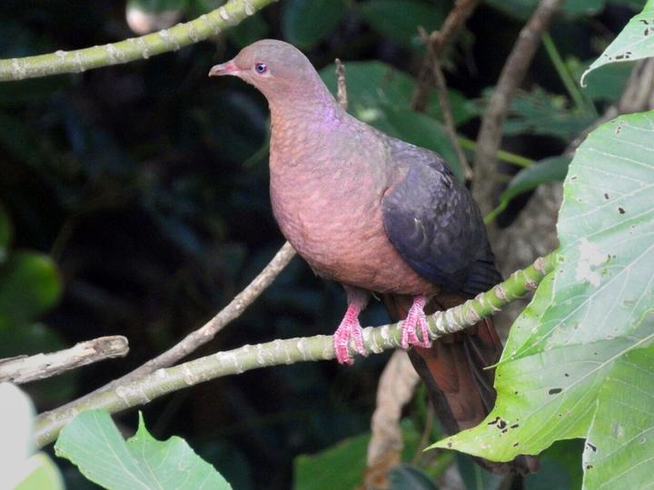 Philippine Cuckoo-Dove