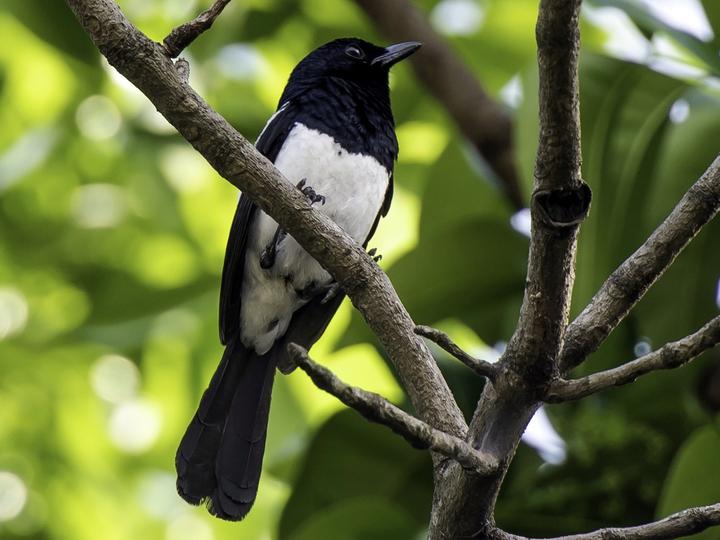 Philippine Magpie-Robin