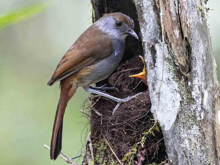 Bagobo Babbler