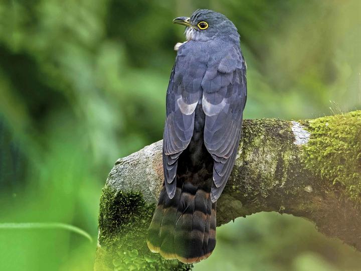Philippine Hawk-Cuckoo