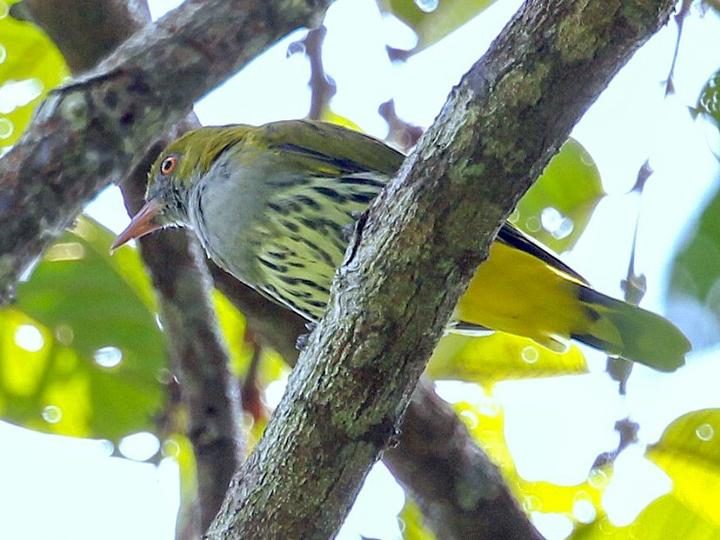 Philippine Oriole