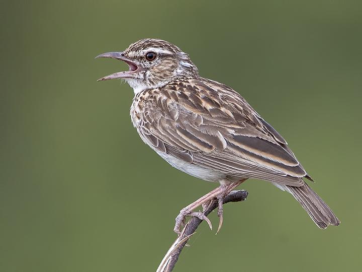 Sabota Lark