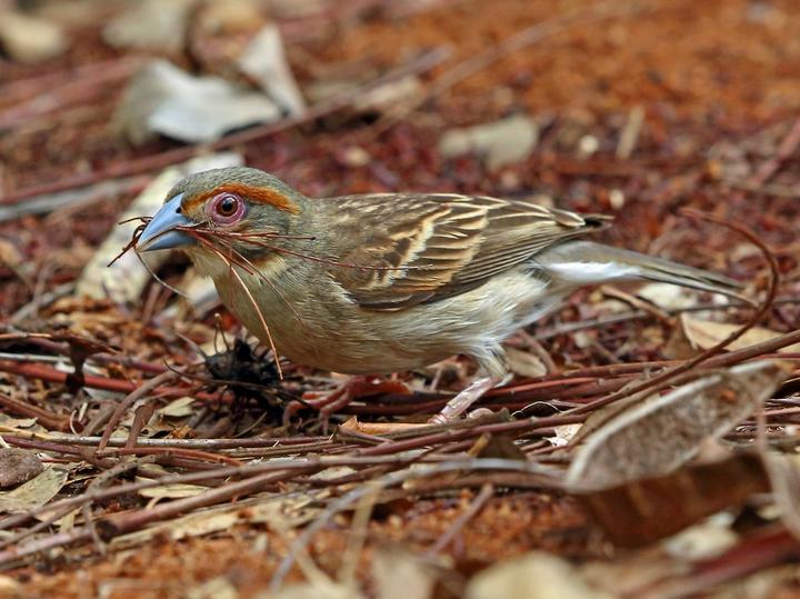 Sakalava Weaver