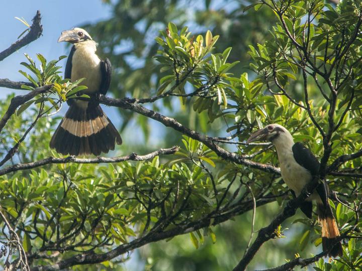 Samar Hornbill