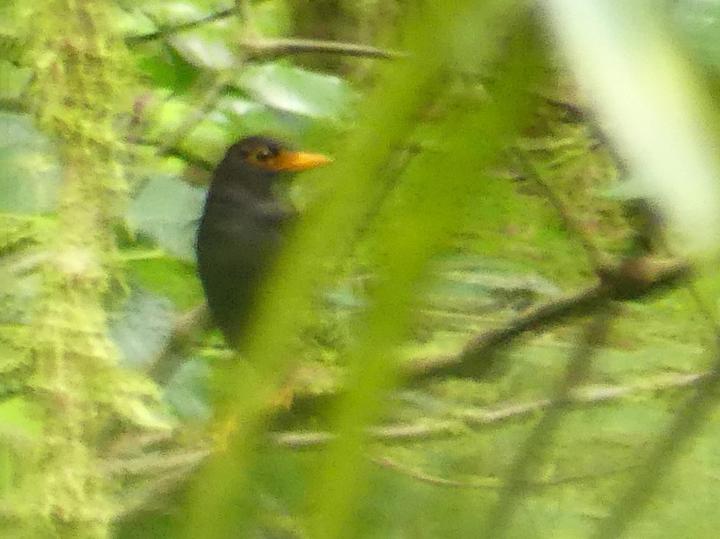 Samoan Island Thrush