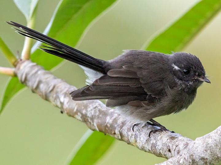 Samoan Fantail