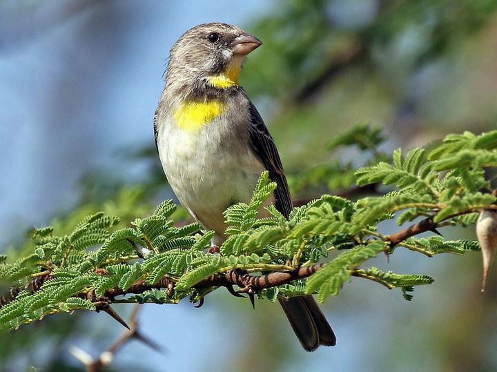Salvadori's Seedeater