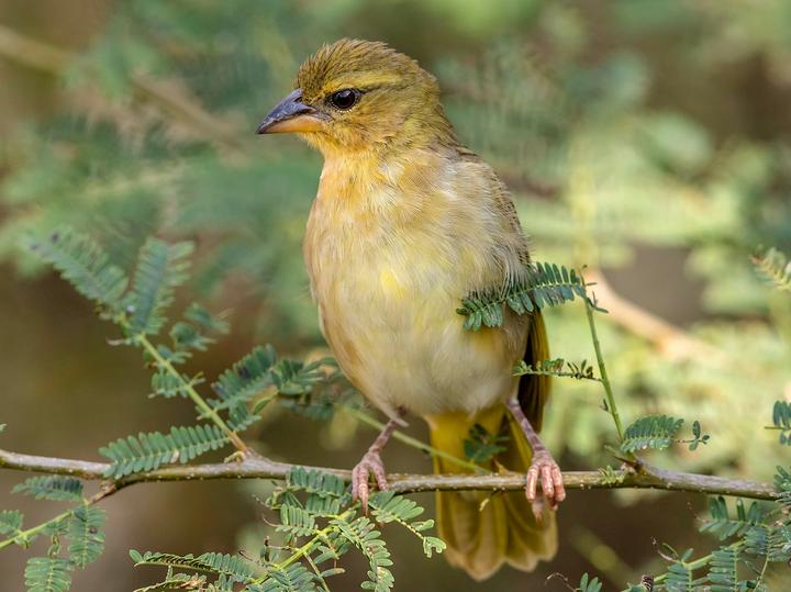 Juba Weaver