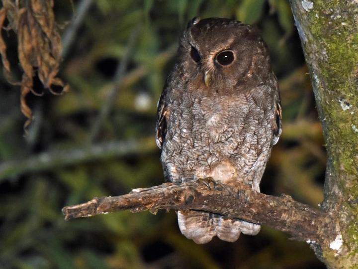 Rufescent Screech Owl