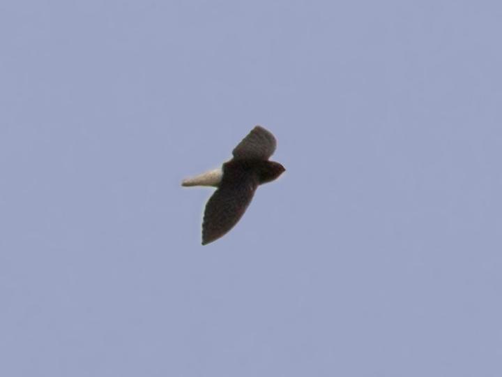 Sabine's Spinetail