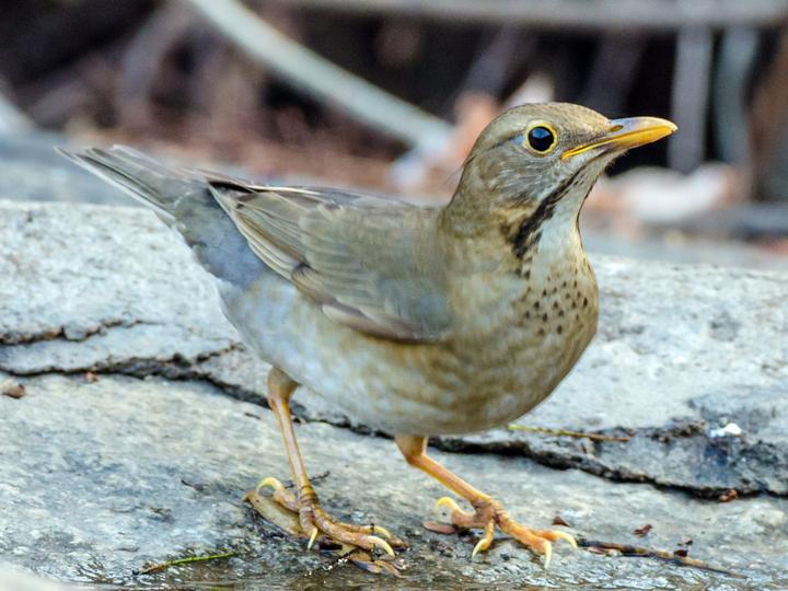 Tickell's Thrush