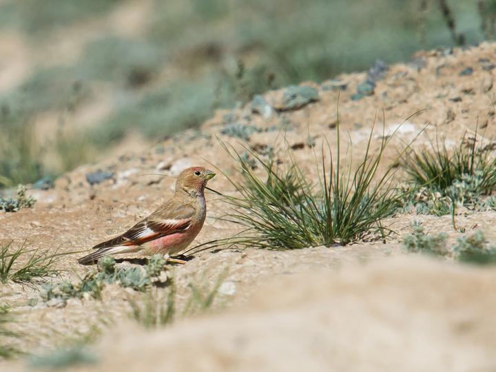 Mongolian Finch
