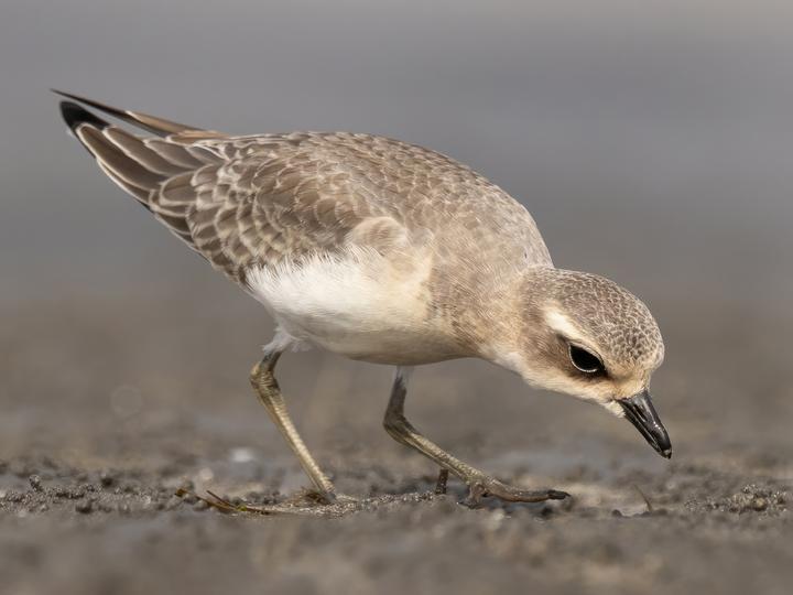 Siberian Sand Plover