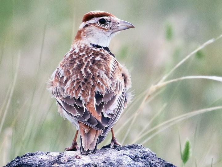 Mongolian Lark