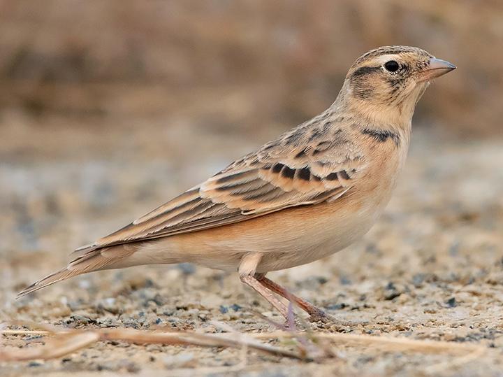 Mongolian Short-toed Lark