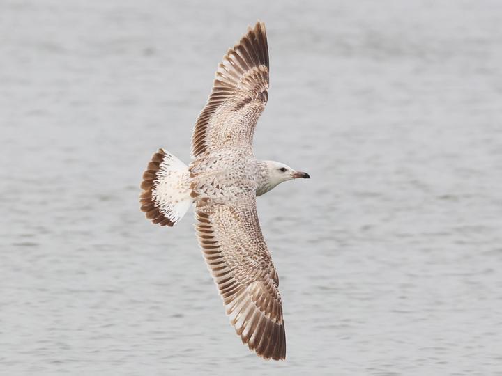 Mongolian Gull
