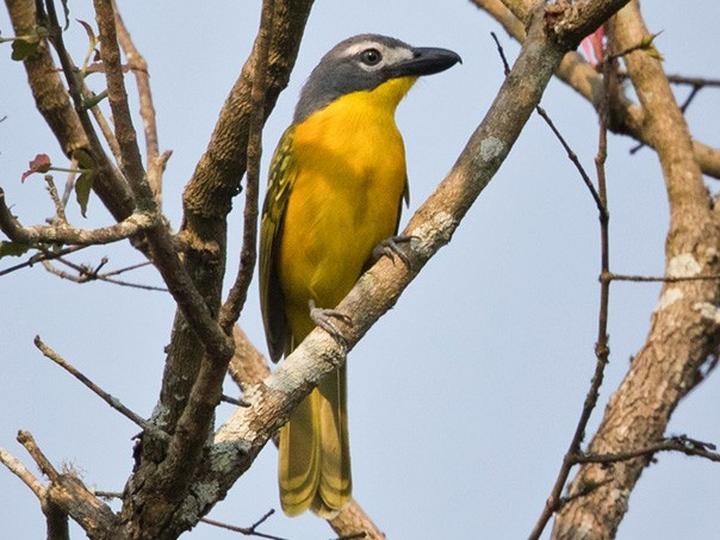 Monteiro's Bushshrike