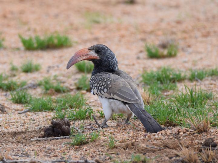Monteiro's Hornbill