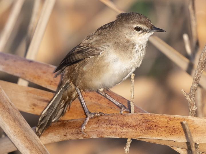 Little Rush Warbler