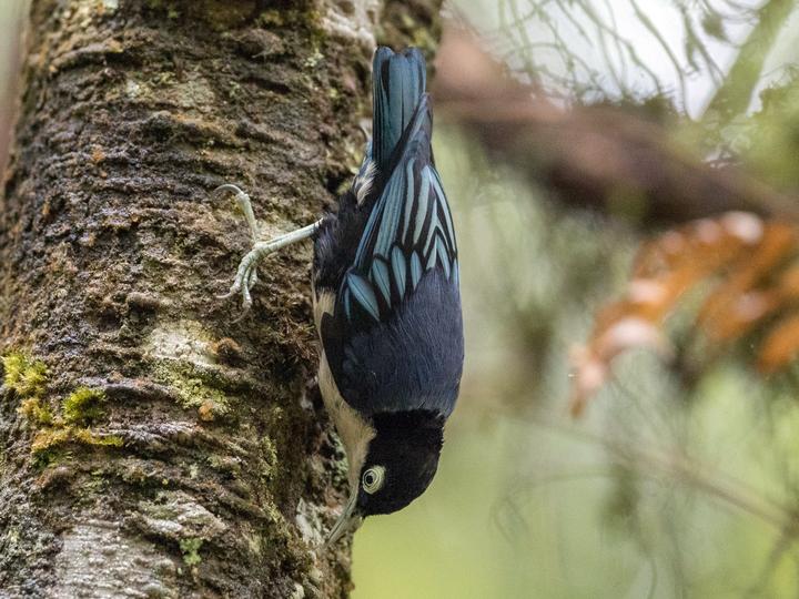 Blue Nuthatch
