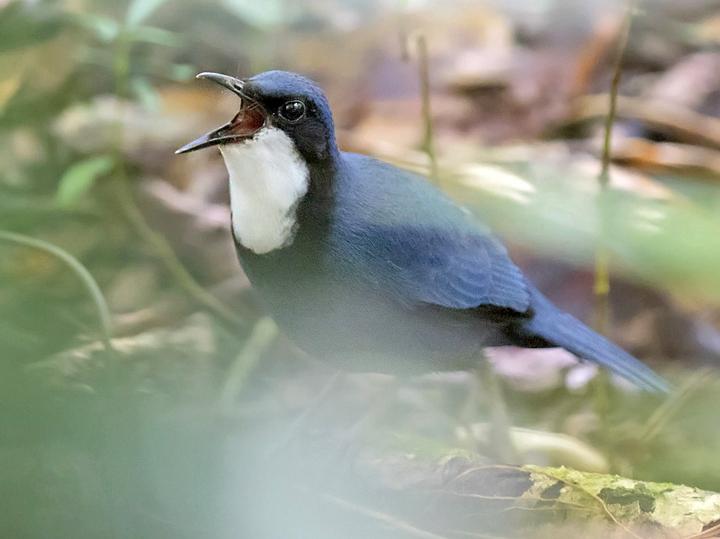 Blue Jewel-babbler
