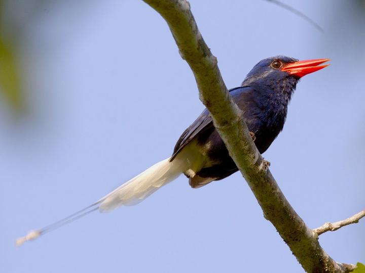 Numfor Paradise Kingfisher