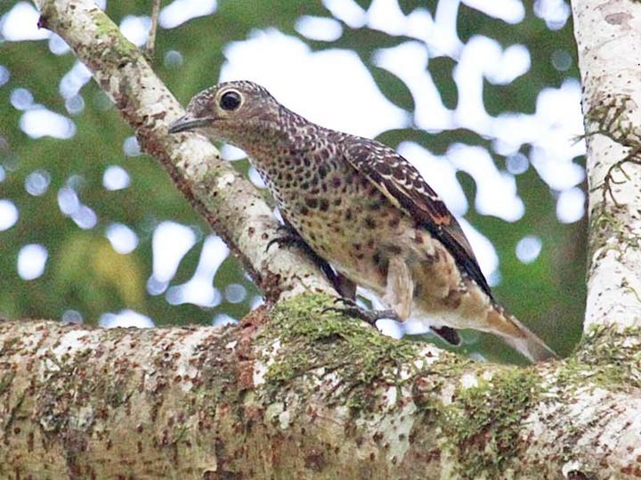 Blue Cotinga