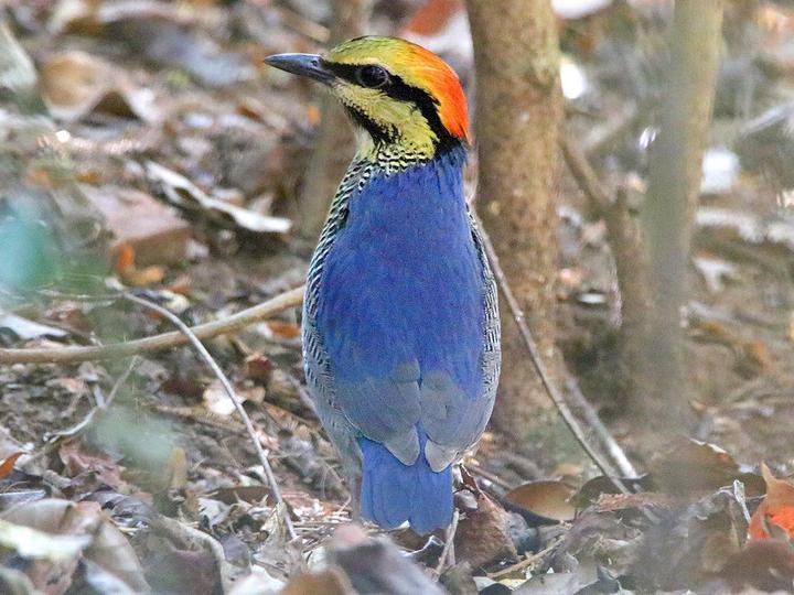 Blue Pitta