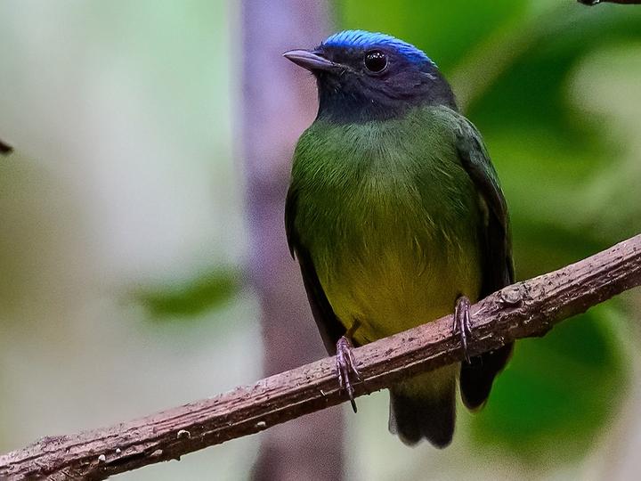 Blue-capped Manakin