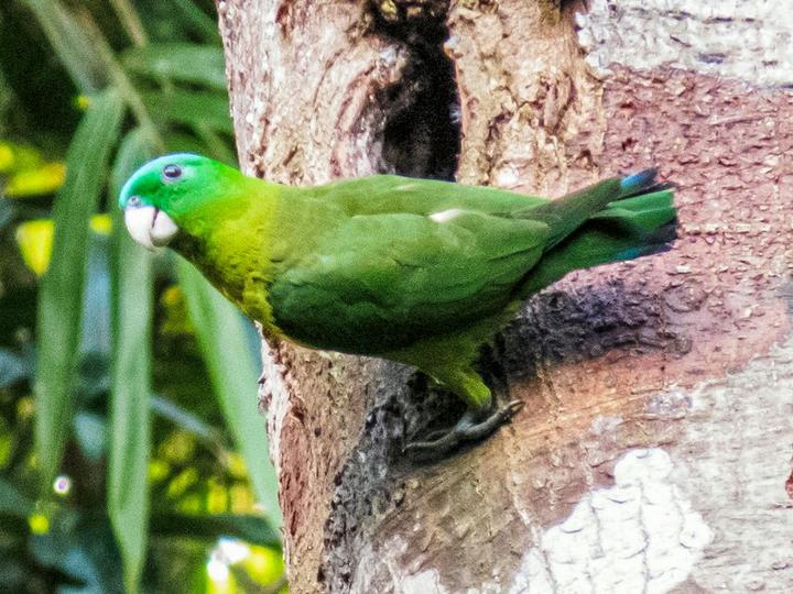 Blue-crowned Racket-tail
