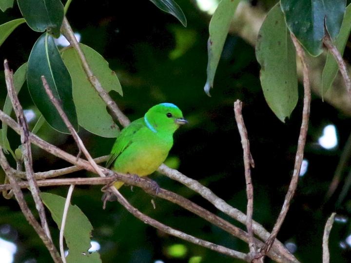 Blue-crowned Chlorophonia